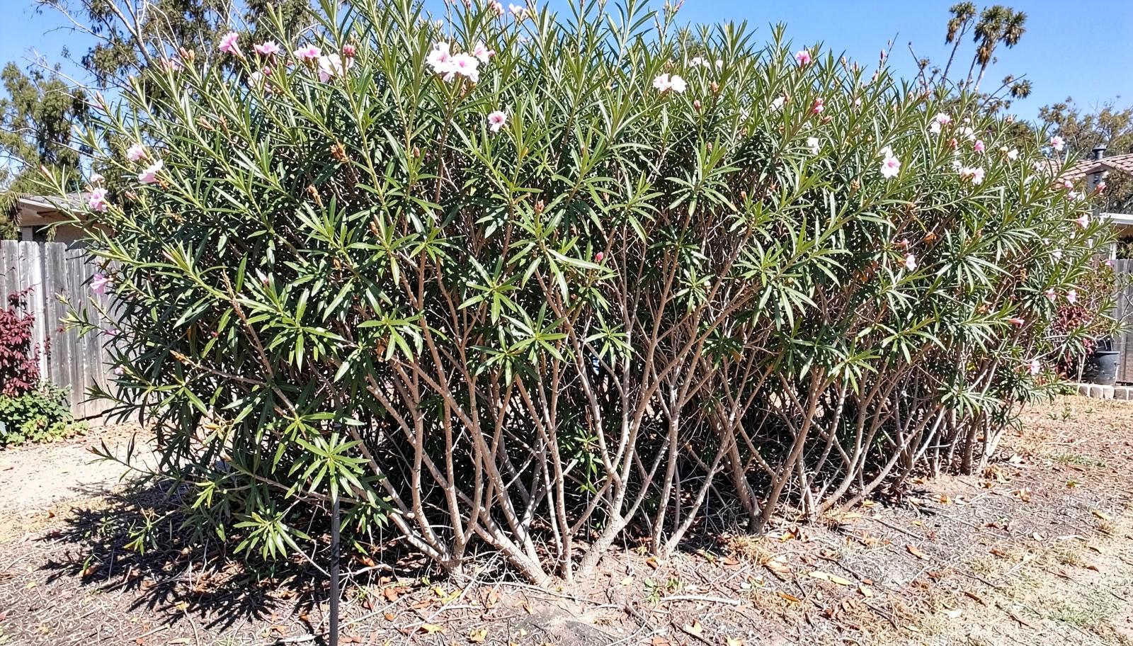 Oleander hedge gone leggy and bare at the base with woody stems exposed