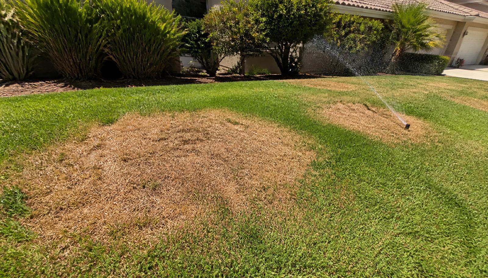 Brown ring-shaped dry patches in a Clovis lawn caused by uneven sprinkler coverage