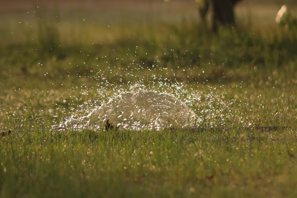 Sprinkler head watering a lawn with uneven grass coverage in the Selma